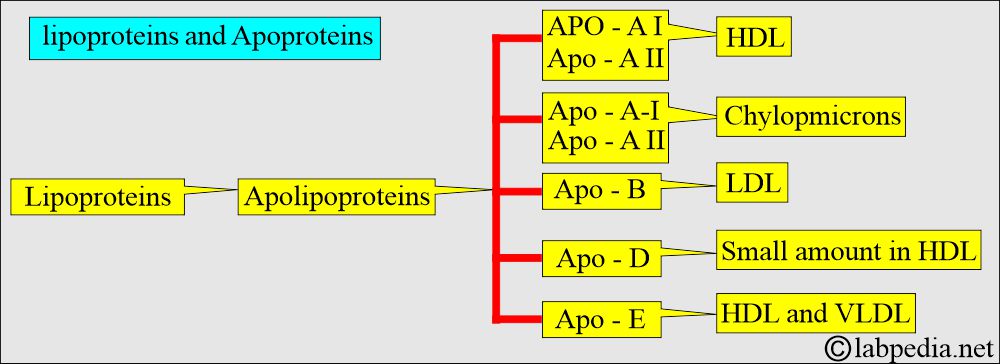 Low-Density Lipoprotein (LDL): Lipoprotein and Apoproteins Low-Density Lipoprotein (LDL): Lipoprotein and Apoproteins