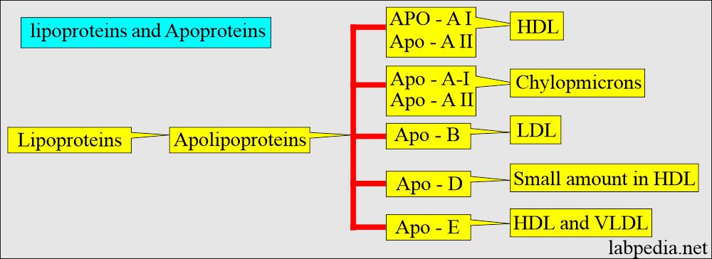 Lipoprotein and apoproteins