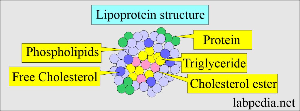 Low-Density Lipoprotein (LDL): Lipoprotein structure