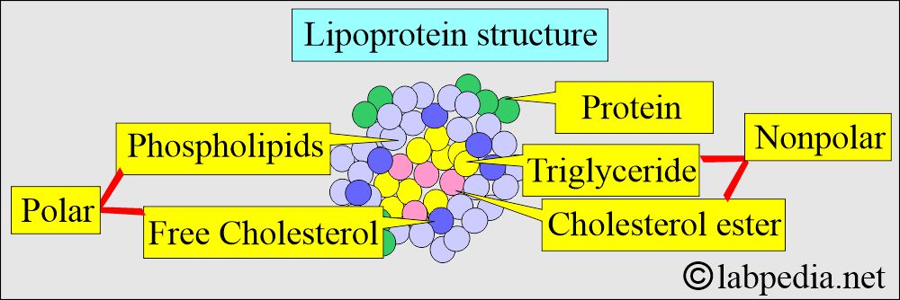 Lipoprotein structure