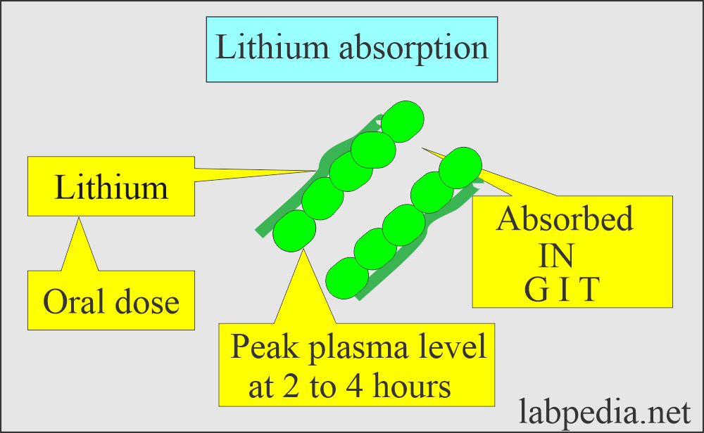 Lithium. Absorption