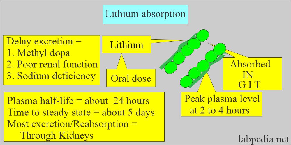 Lithium Absorption/Excretion