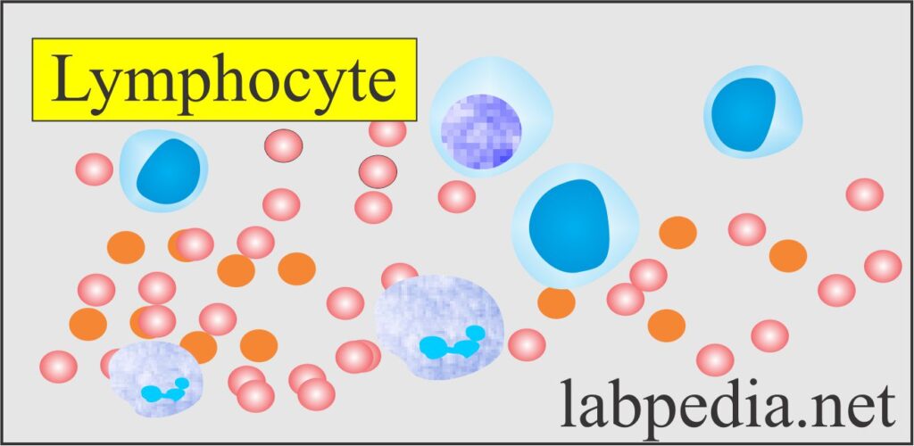 Complete blood count, CBC