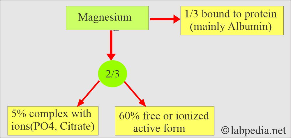 Magnesium distribution in the body Magnesium distribution in the body