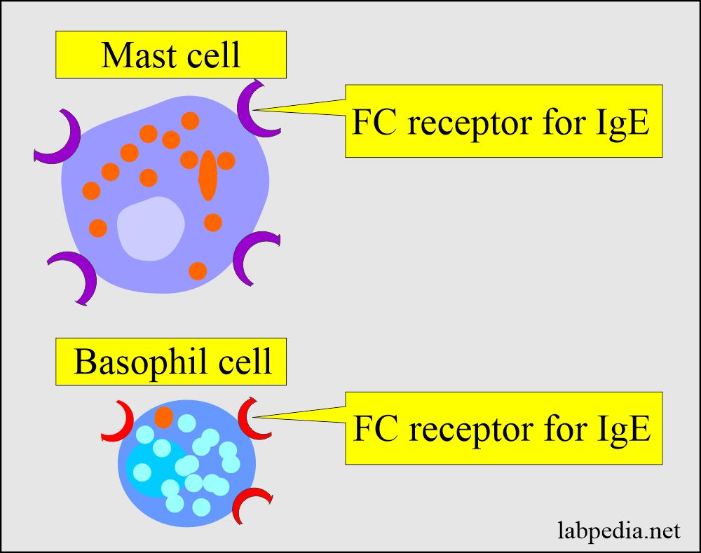 Mast cell and basophil cell