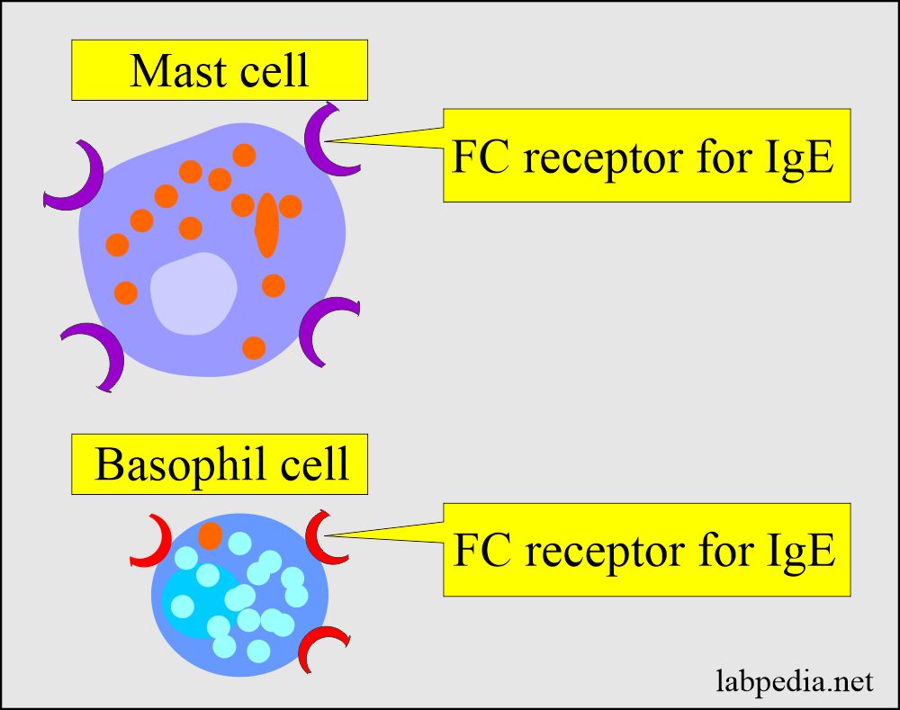 allergic contact dermatitis mechanism