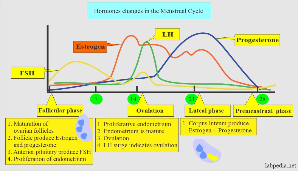 Hormonal changes in the menstrual cycle 