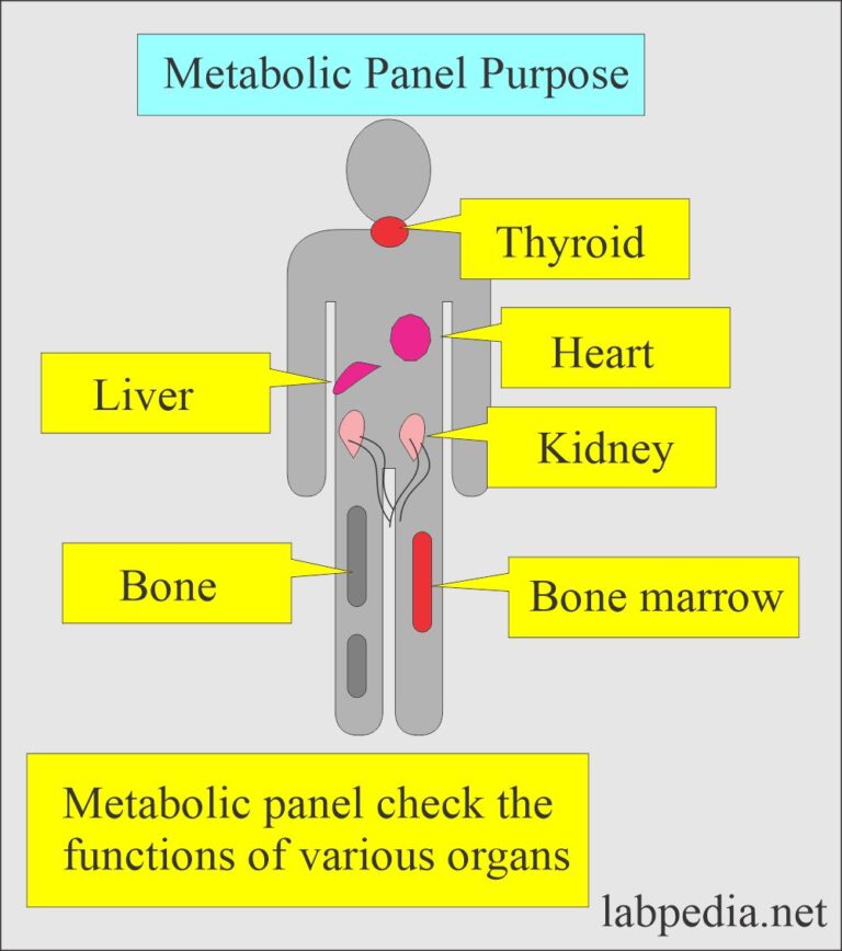 Metabolic panel and significance labpedia