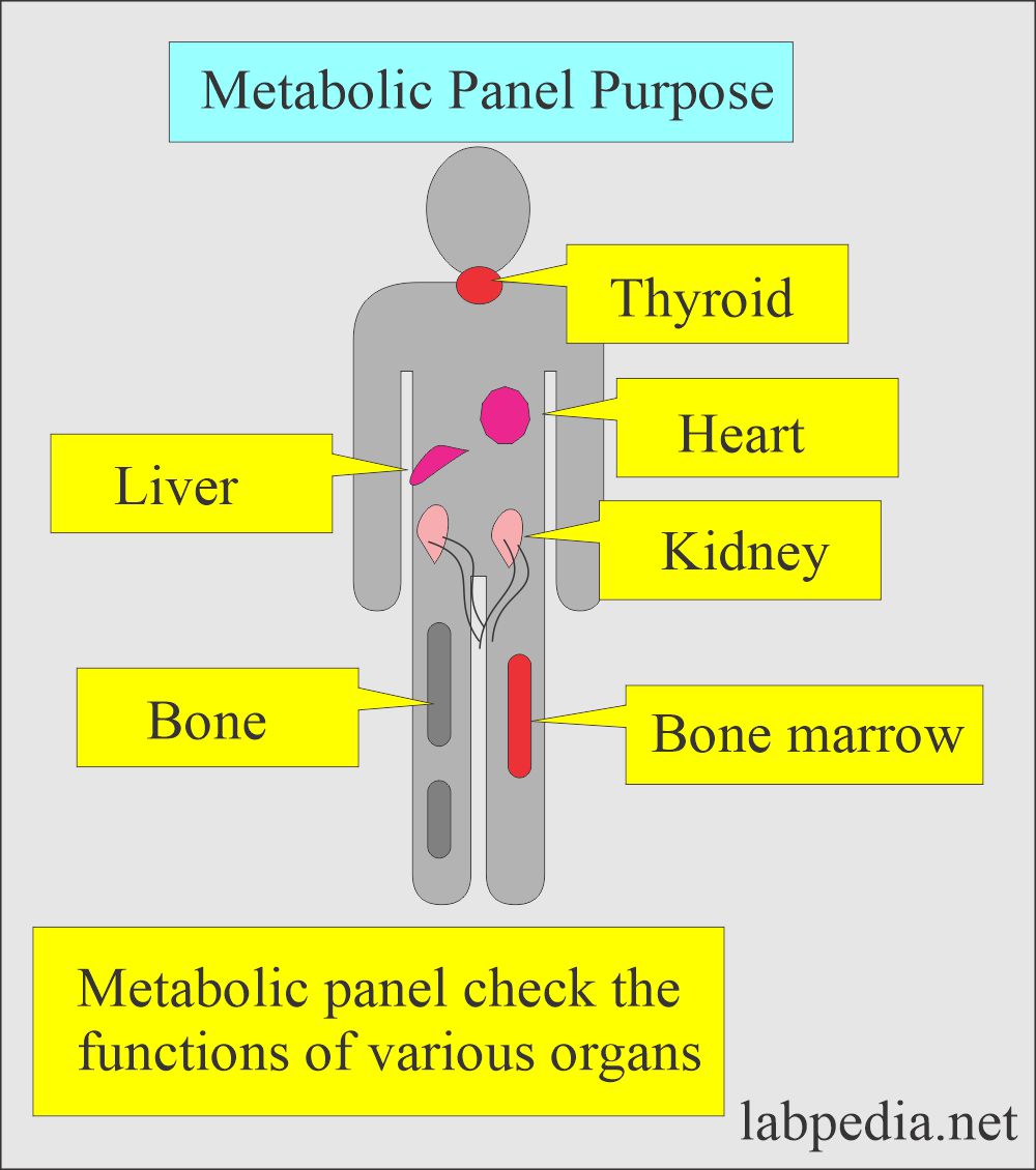 Metabolic panel purpose