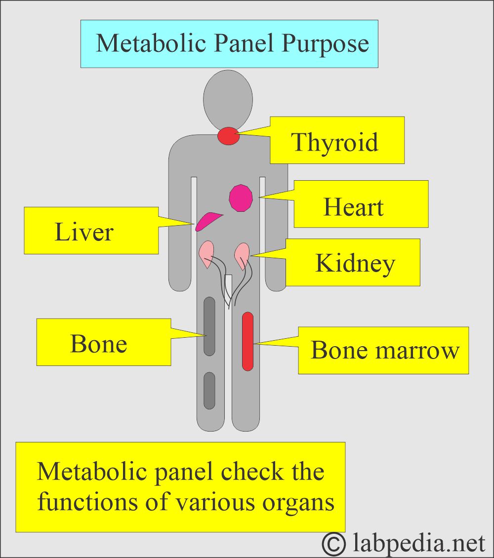 Metabolic panel purpose