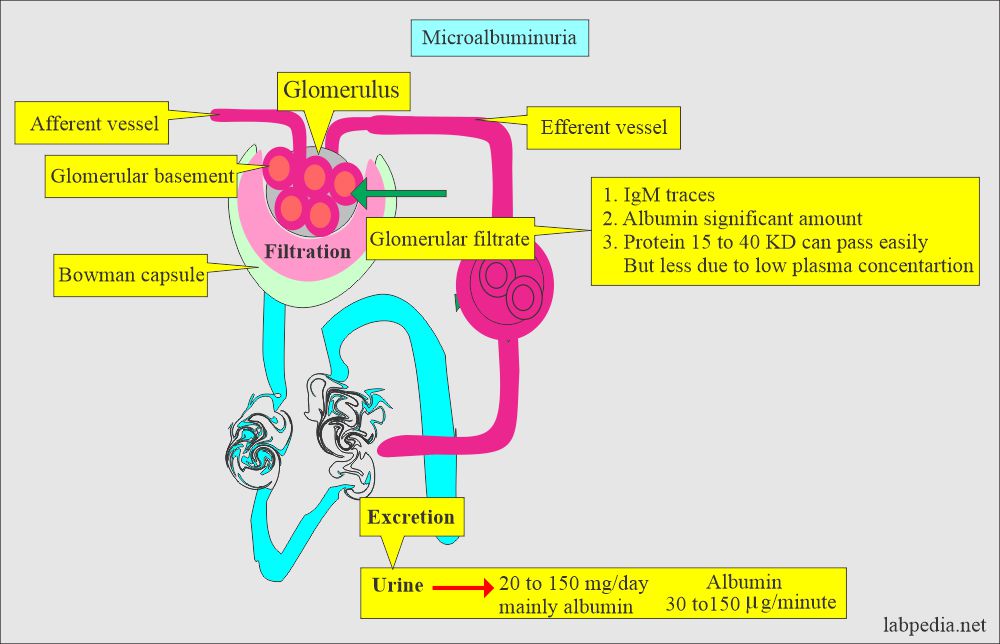 Microalbuminuria mechanism