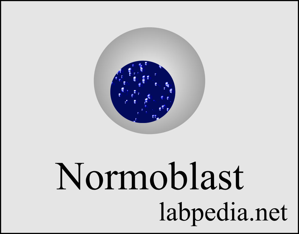Normoblastic cells