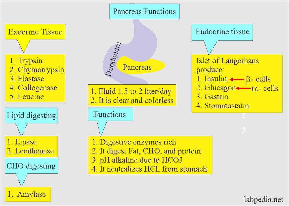 Pancreas functions 