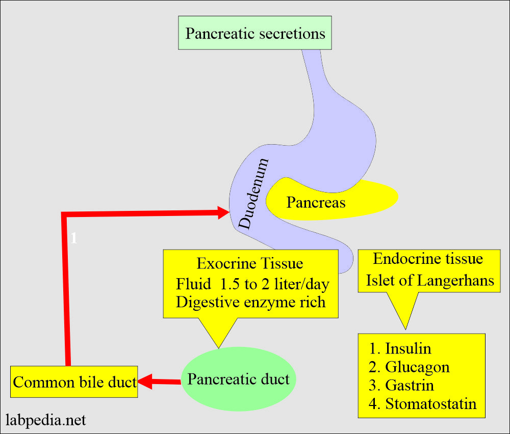 Pancreatic secretions