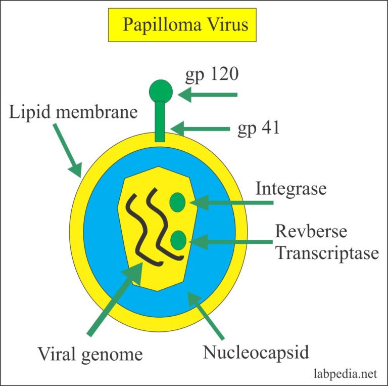 Human Papillomavirus (HPV) – Labpedia.net