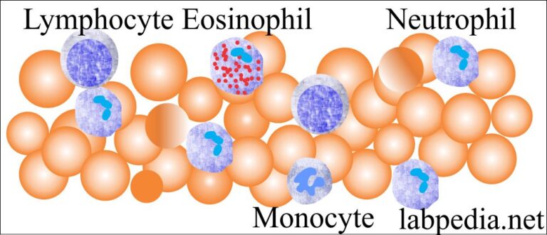 complete-blood-count-cbc-part-1-differential-count-cbc-with