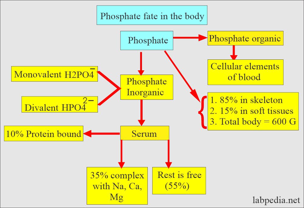 Phosphate fate in the body