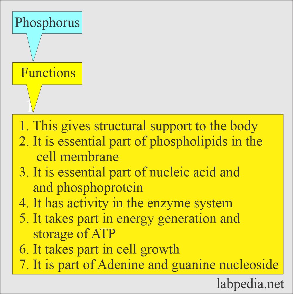 Phosphorus (P) functions