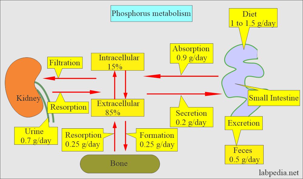 Phosphorus (P) metabolism