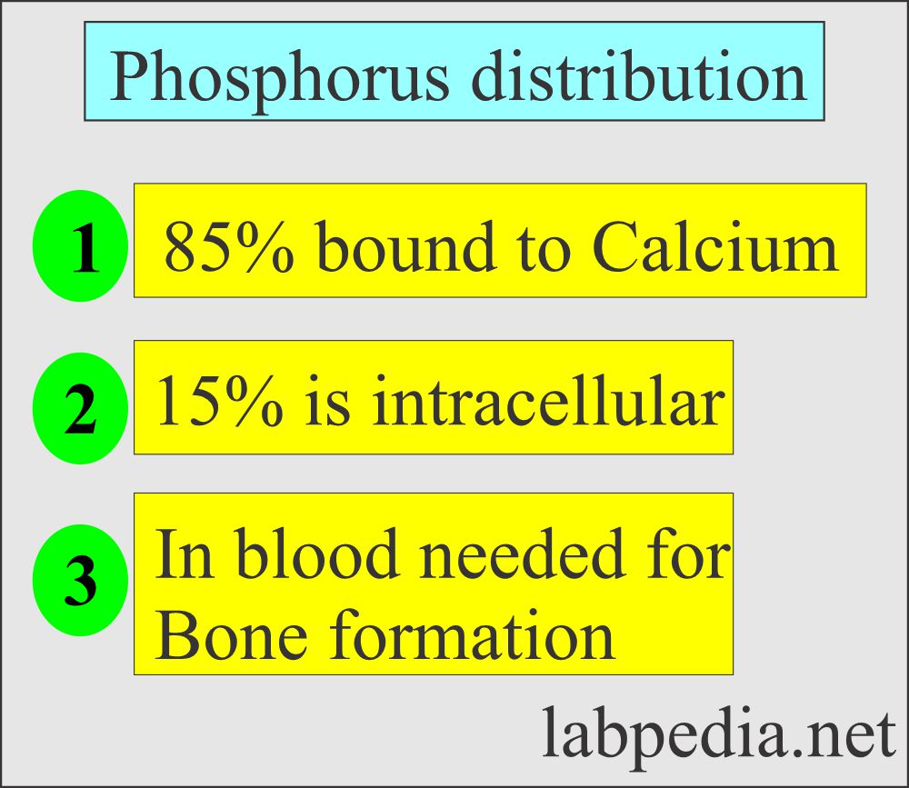 Phosphorus distribution in the body