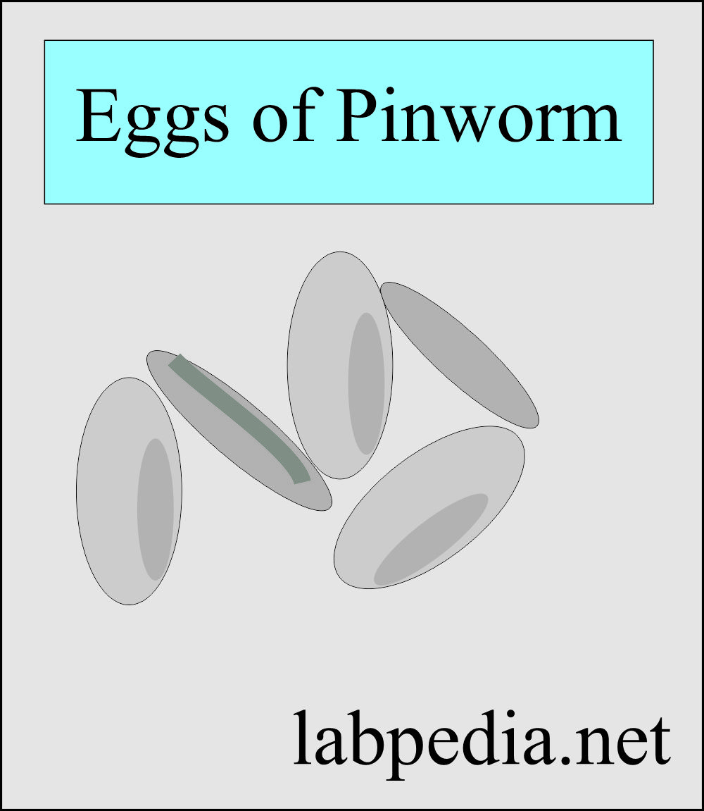 Pinworm eggs