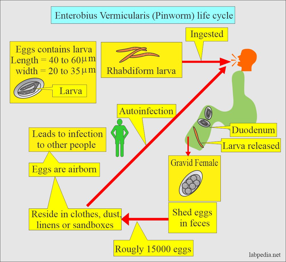 Enterobius vermicularis (Pinworm) life cycle