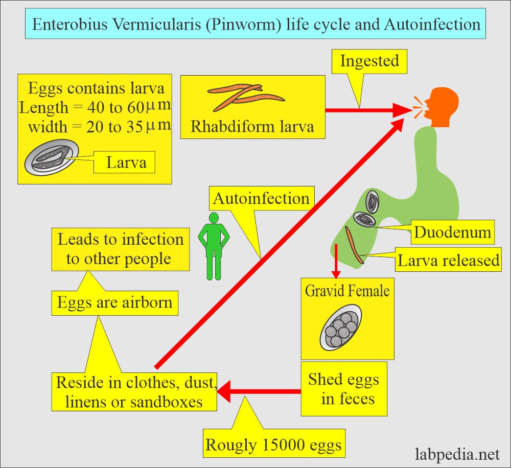 Enterobius Vermicularis (pin worm) life cycle and autoinfection