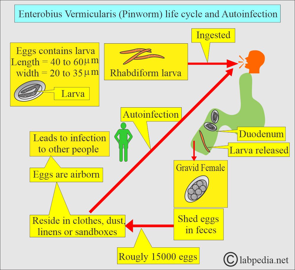 Enterobius vermicularis (pinworms) life cycle and autoinfection Enterobius vermicularis (pinworms) life cycle and autoinfection
