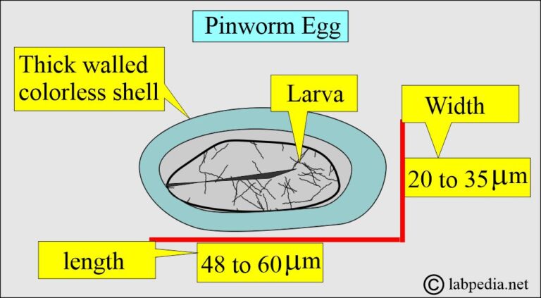 Enterobius Vermicularis (Pinworms), Diagnosis and Treatment