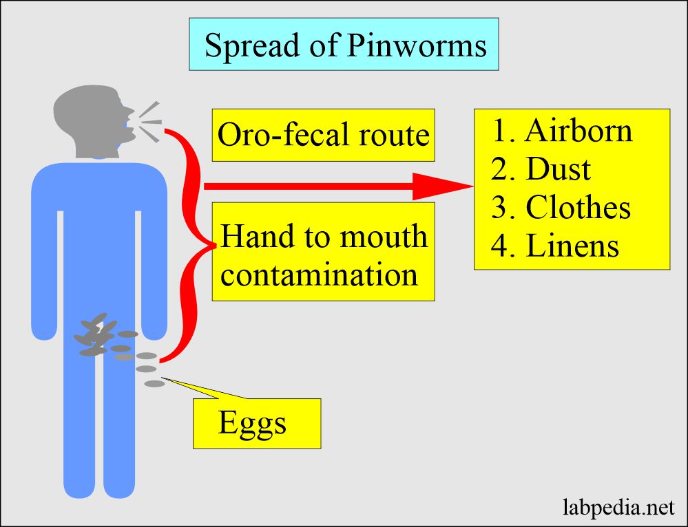 Spread of pinworms