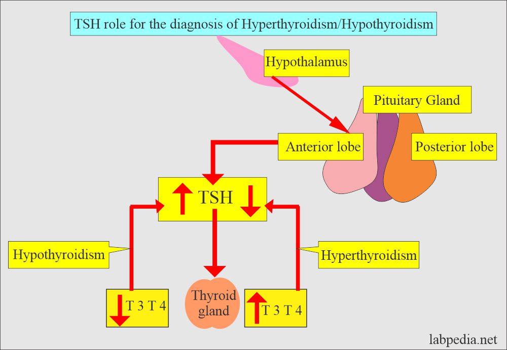 TSH role for the diagnosis of Hyperthyroidism and Hypothyroidism