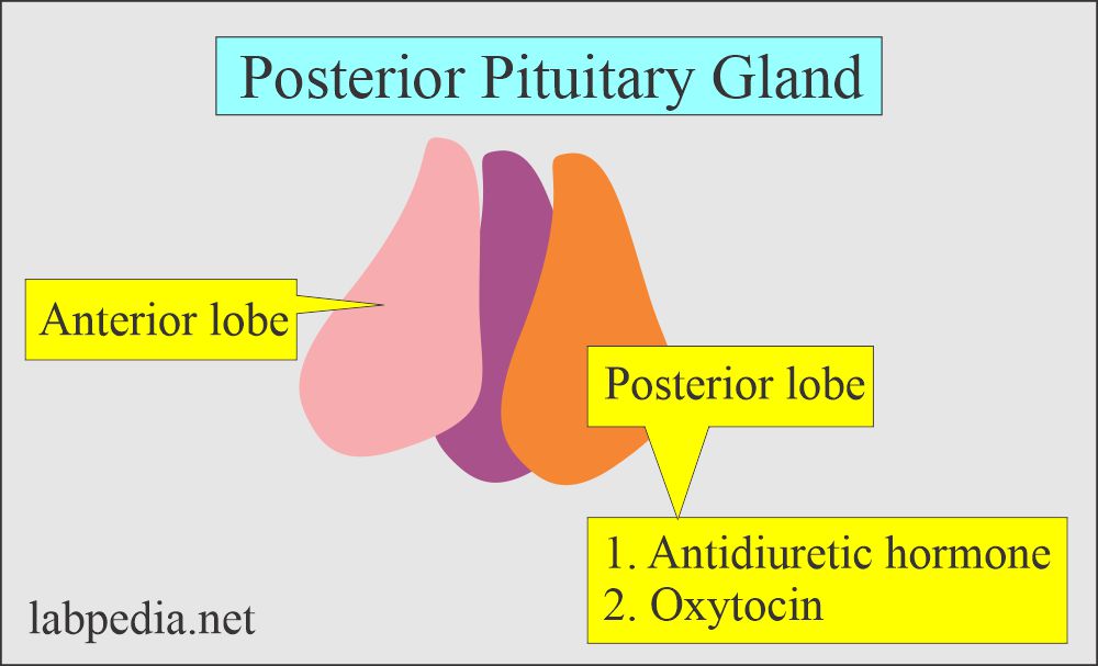 Pituitary posterior gland hormones 