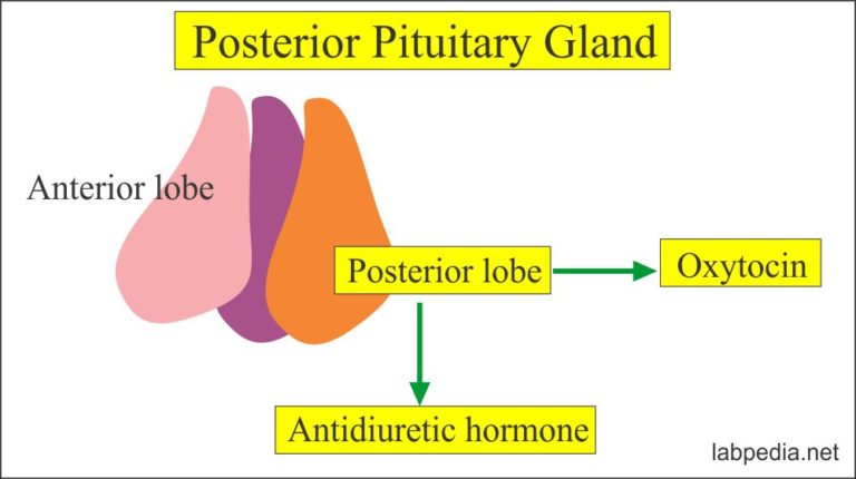 Hypothalamus and Pituitary Gland Hormones – Labpedia.net