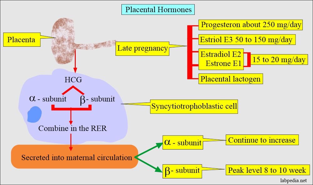 Placenta hormones
