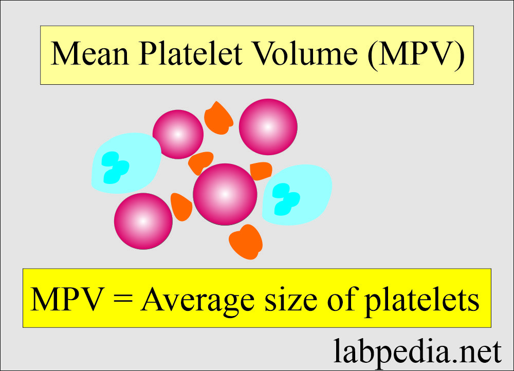 Platelet indices: Platelet MPV