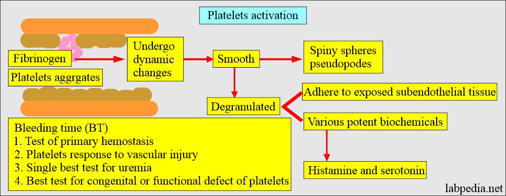 Bleeding time (BT) and Platelets activation