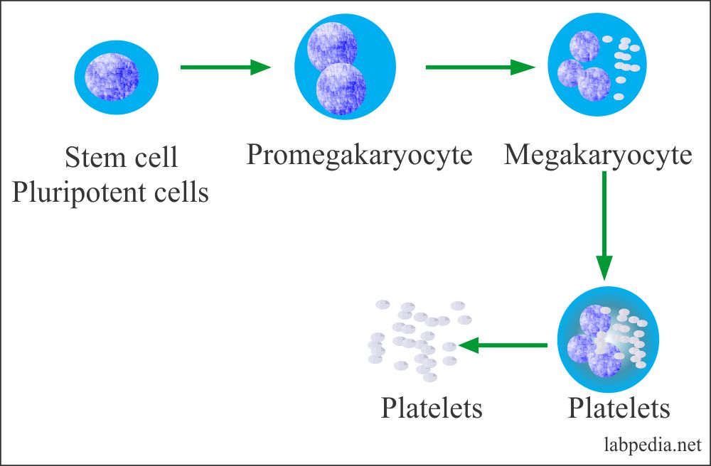 Platelets – Part 2 – Platelets Count (Thrombocyte count)