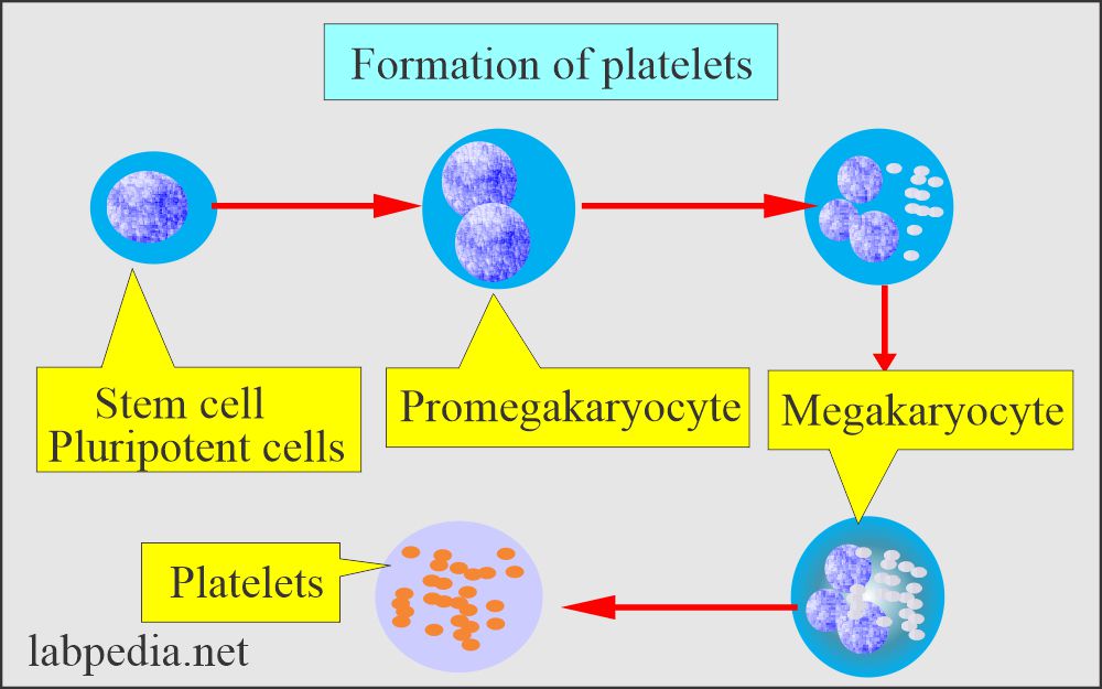 Platelets formation