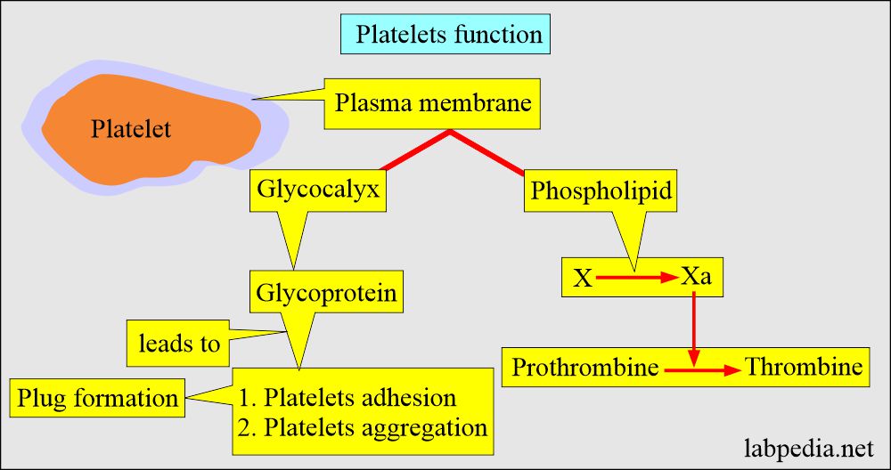 Platelets functions