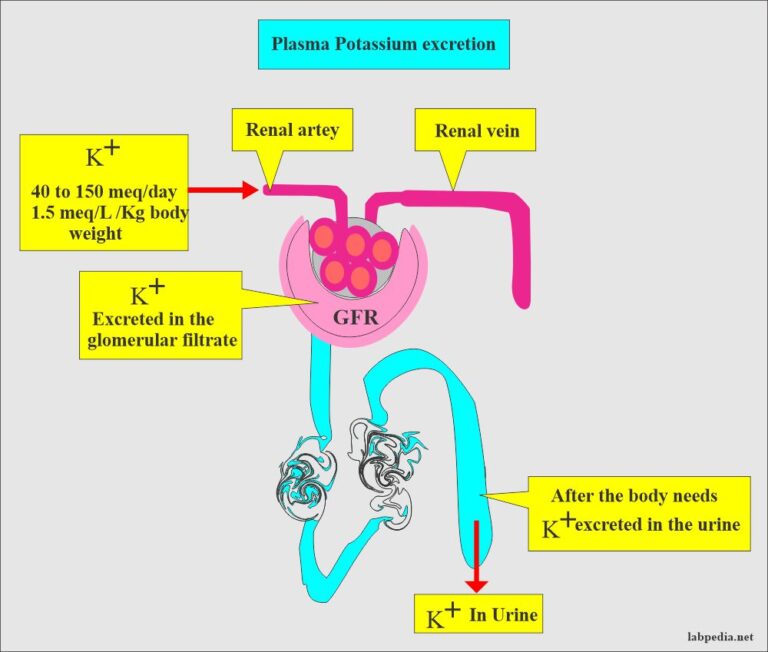 Potassium (K+) in blood and its significance