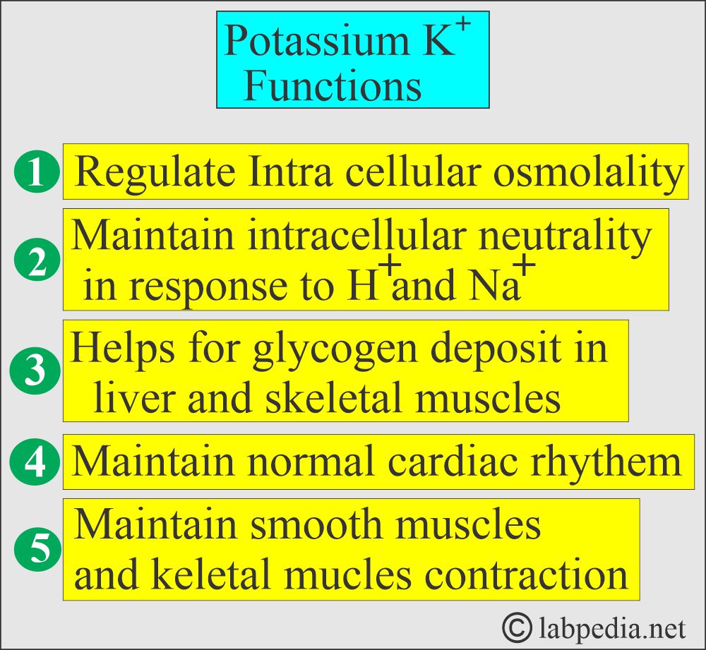Potassium functions Potassium functions