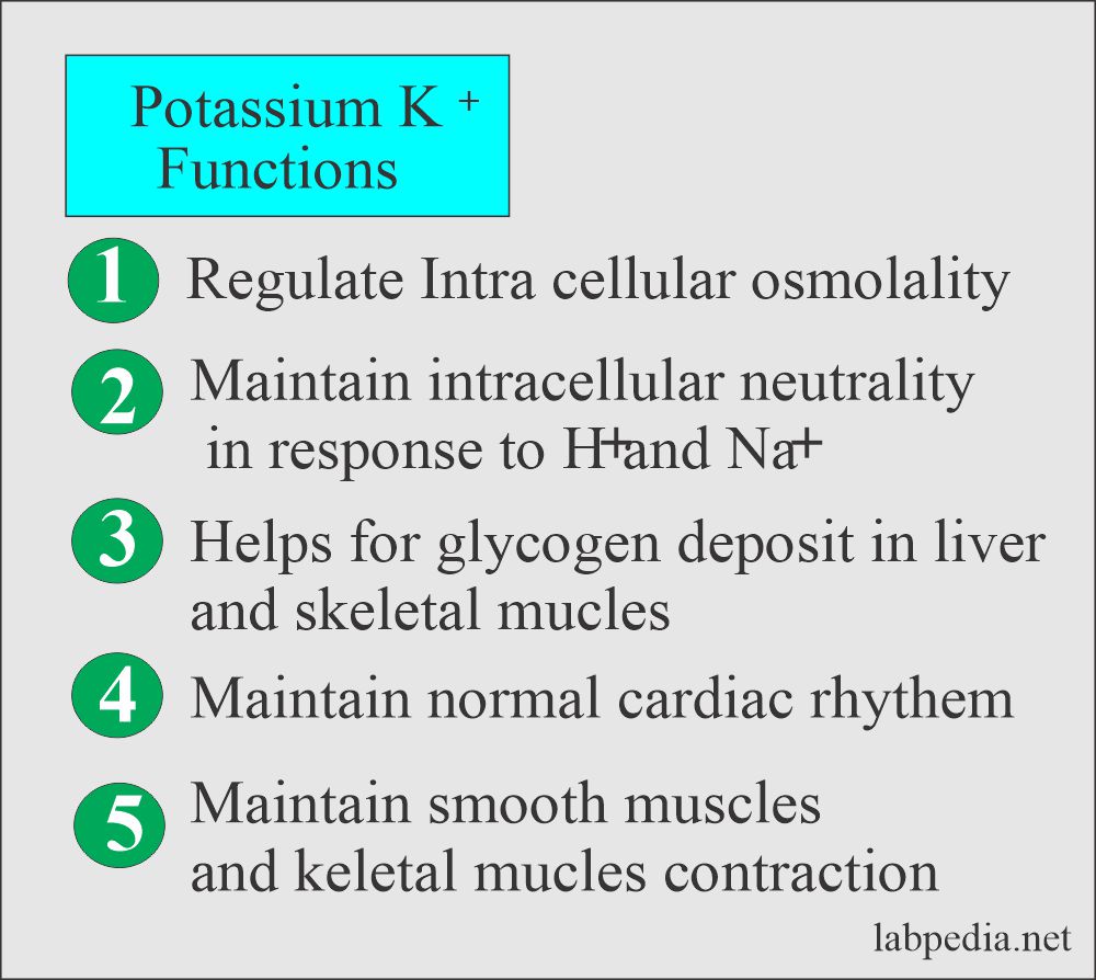 Potassium functions
