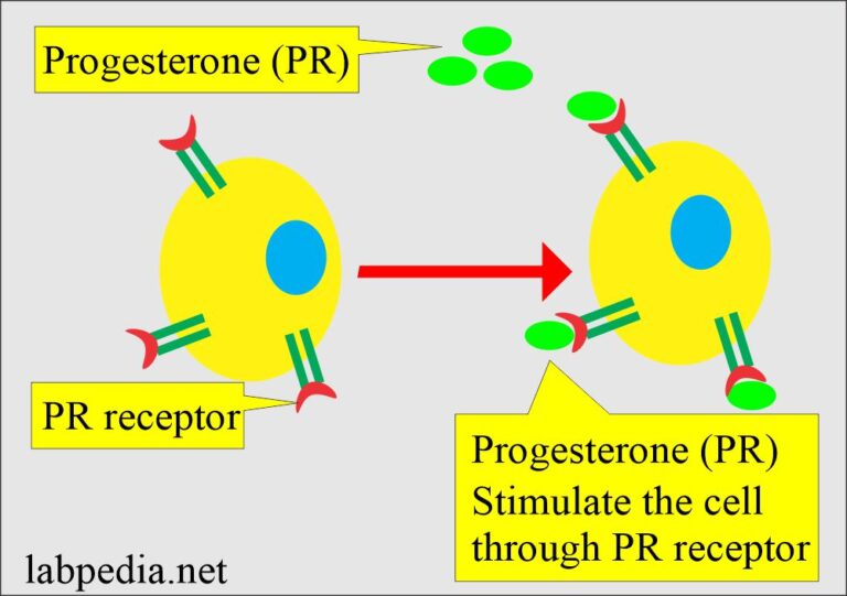 Progesterone Receptor (PR) For Breast Cancer - Labpedia.net