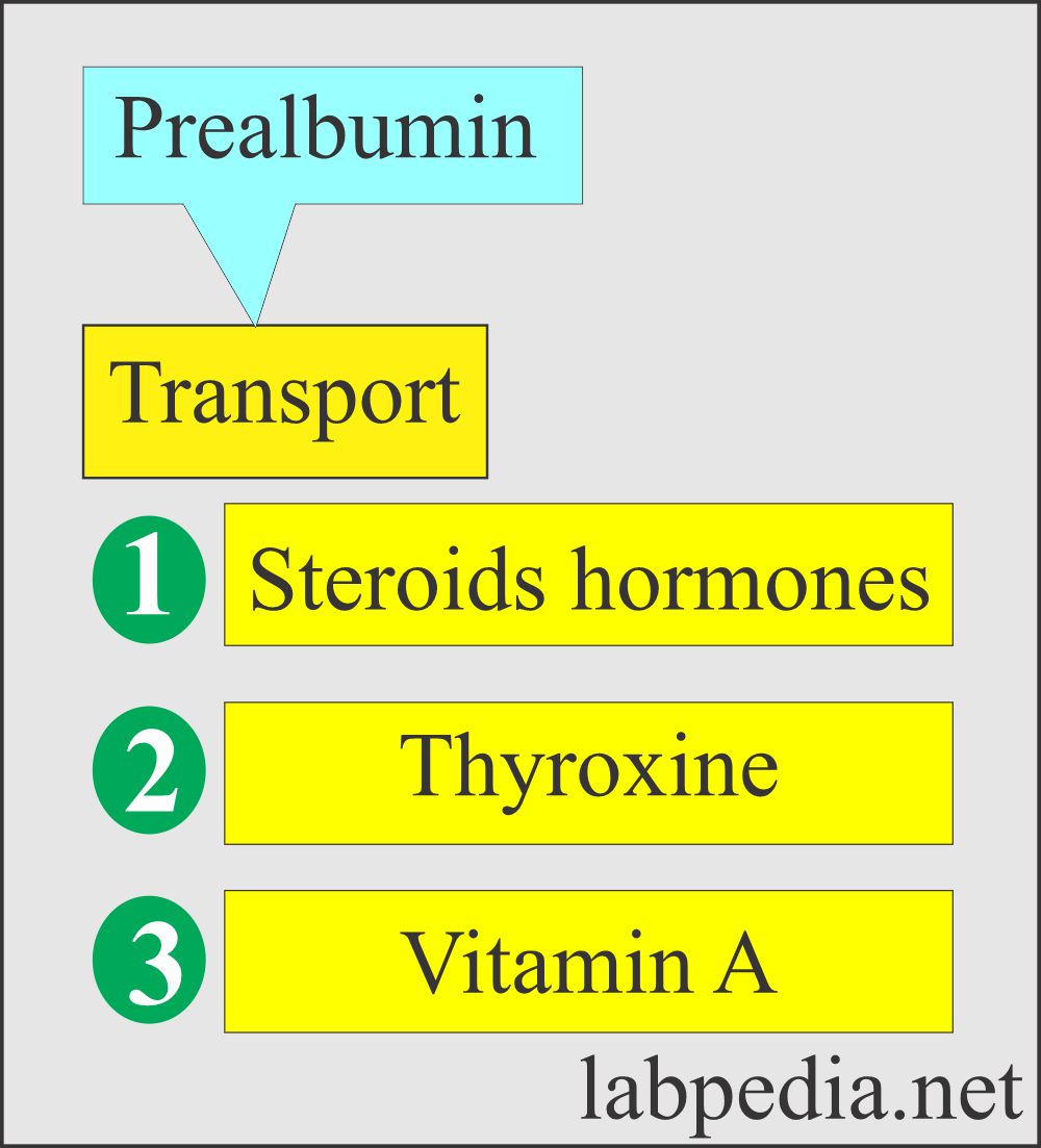 Serum proteins: Prealbumin as a carrier protein