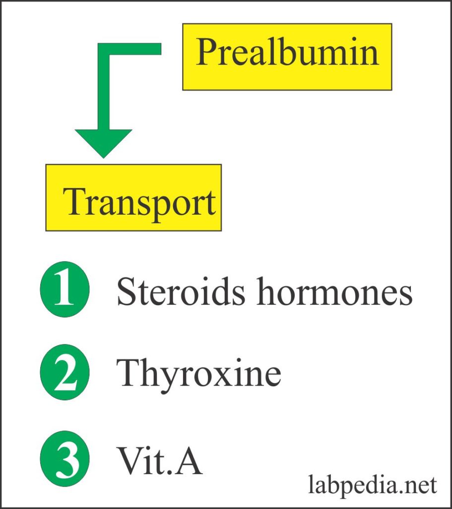 Prealbumin,  Thyroxine binding prealbumin (TBPA),