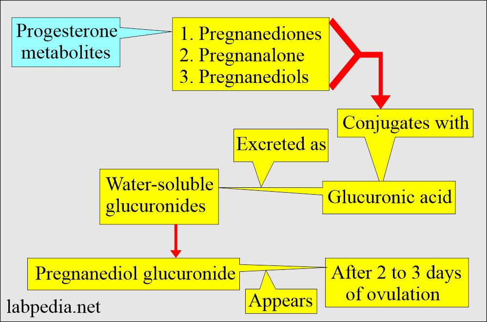 Progesterone metabolites and its role in ovulation