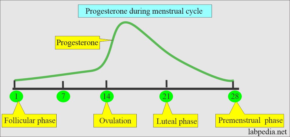 Progesterone assay during menstruation