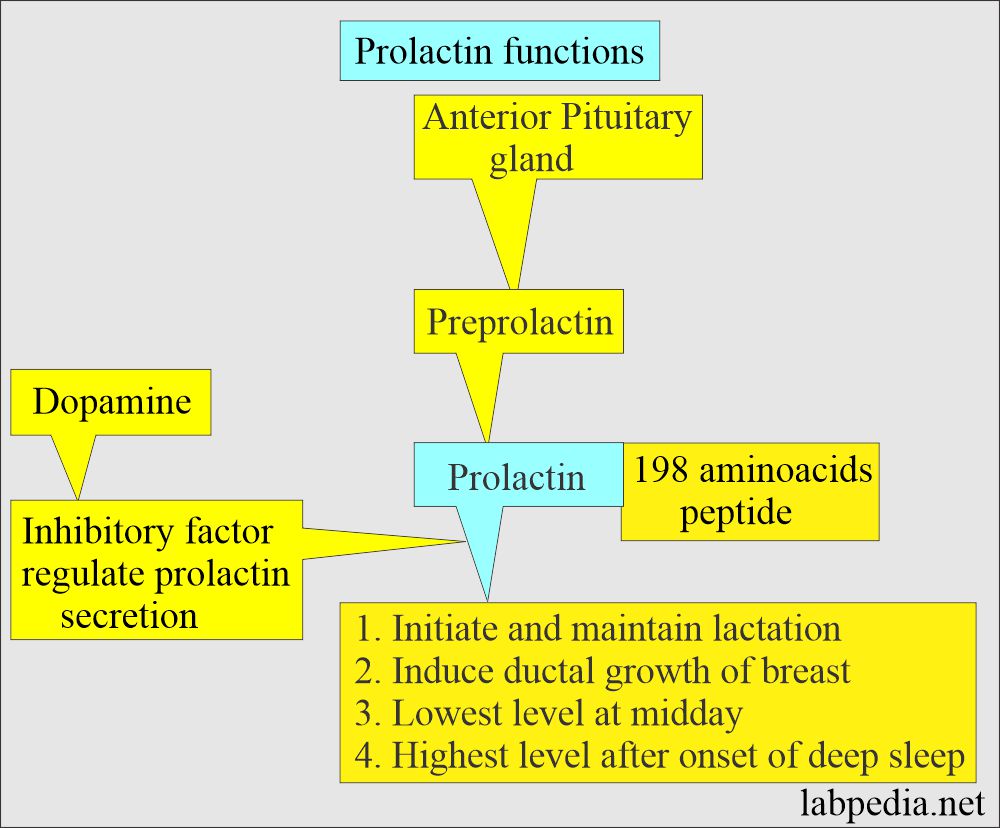 Prolactin (PRL): Prolactin functions