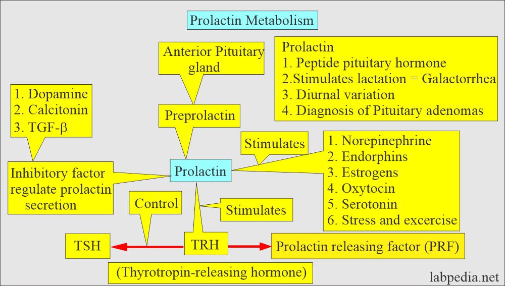 Prolactin release control mechanism