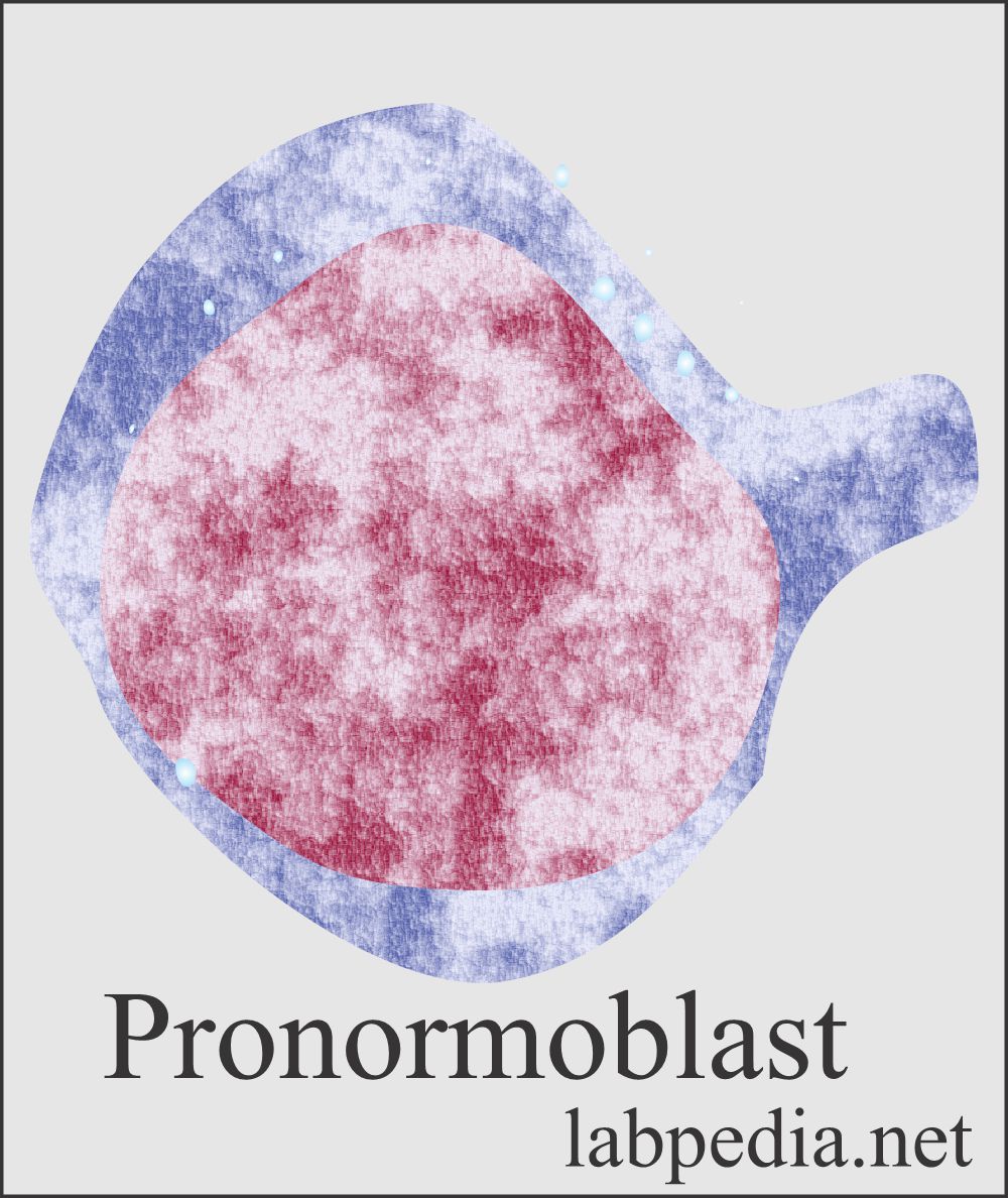 Pronormoblast 